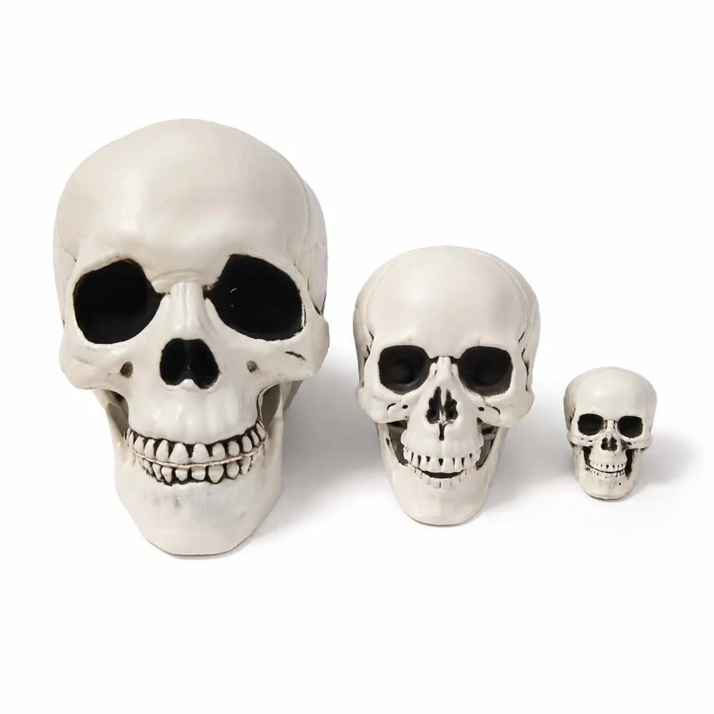 Halloween Skull Decoration – Realistic Skeleton Head Prop