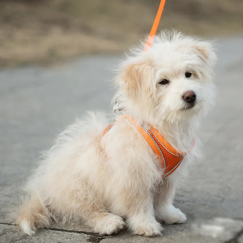 Reflective Dog Vest Harness – Adjustable Breathable Mesh