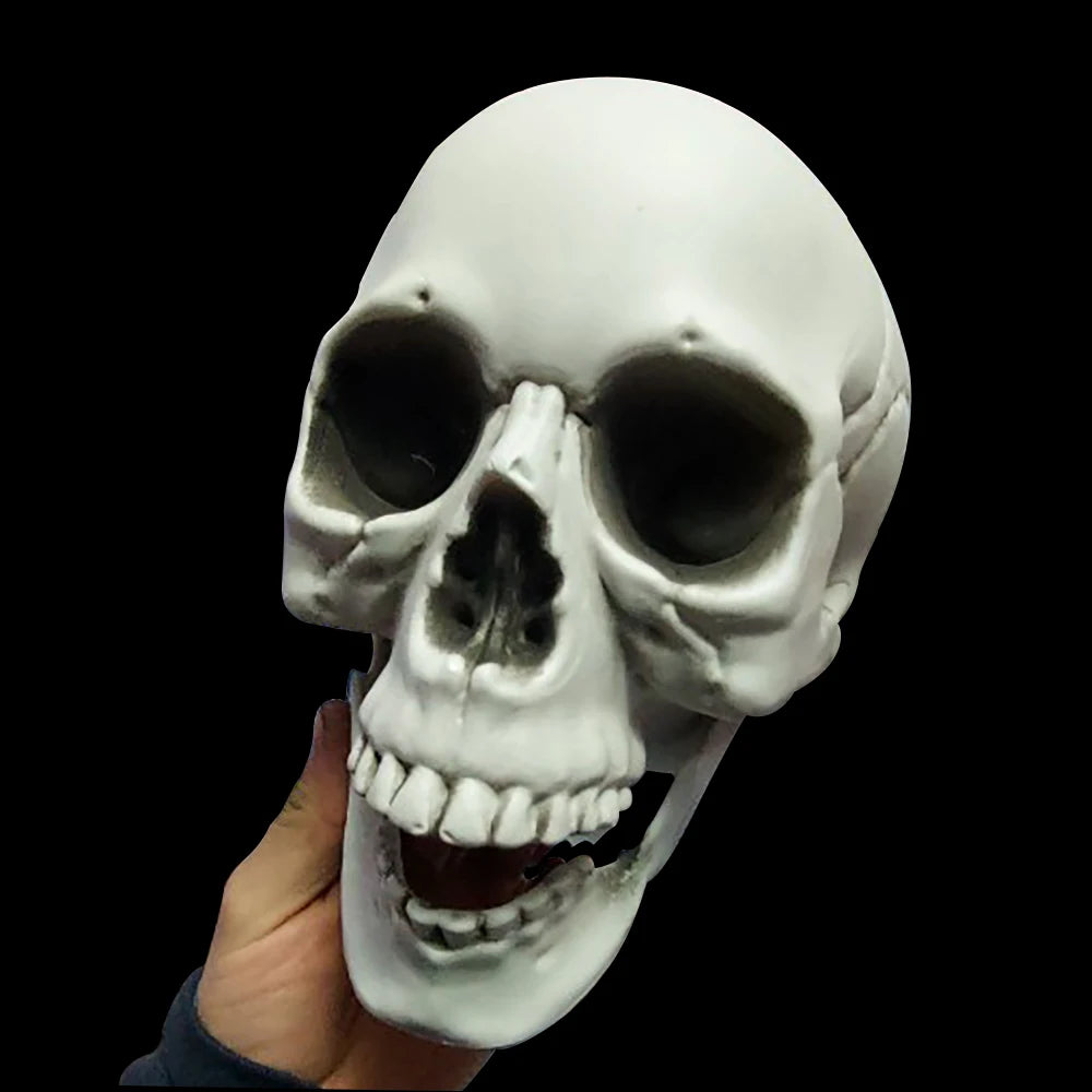 Halloween Skull Decoration – Realistic Skeleton Head Prop