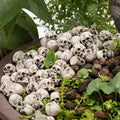 Mini Skull Decorations – 20-Piece Halloween Flower Pot Set
