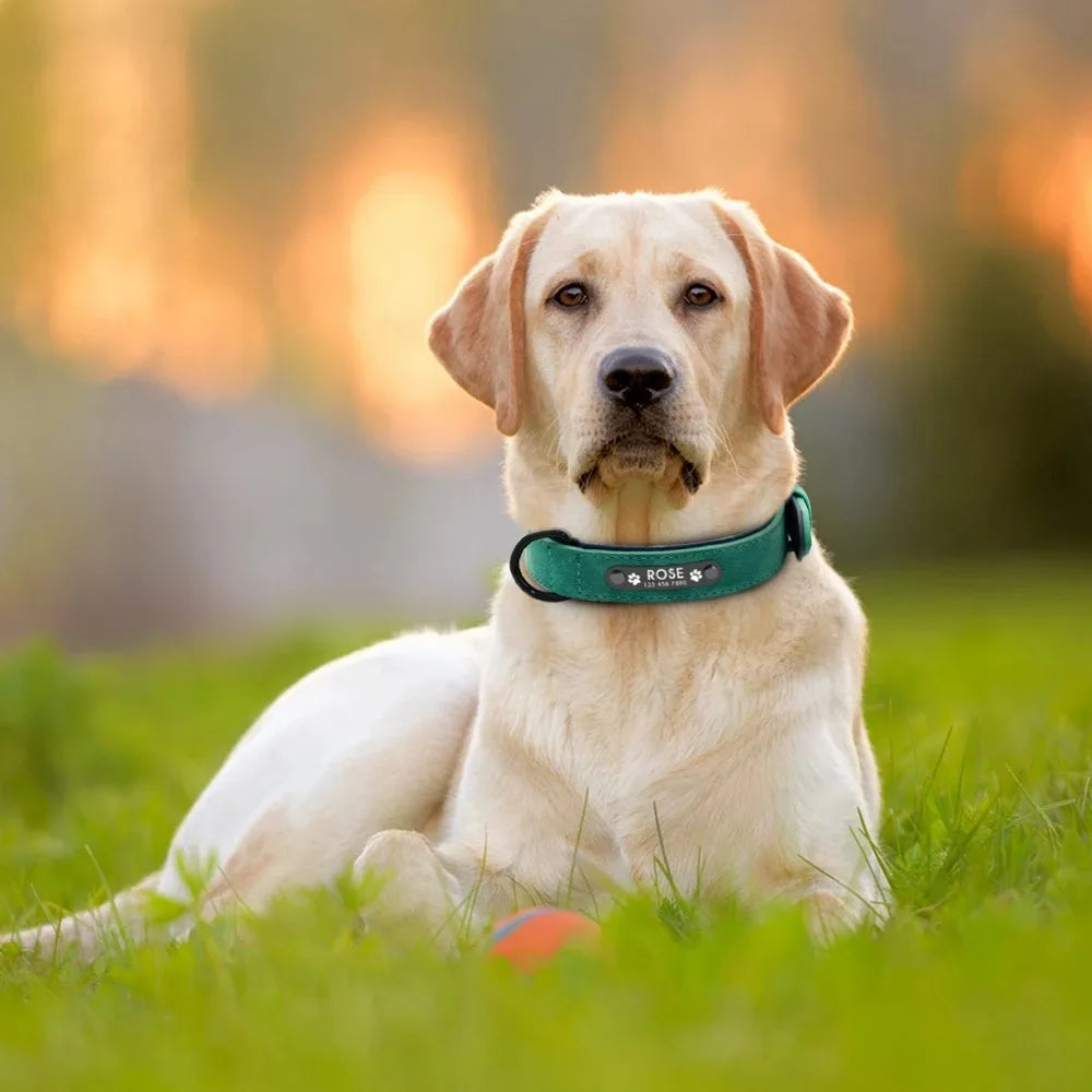 Personalized Leather Dog Collar with Custom Name and Phone Number