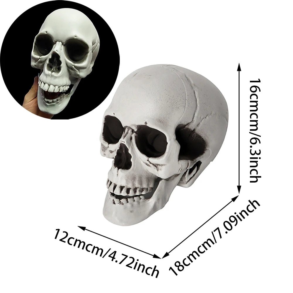 Halloween Skull Decoration – Realistic Skeleton Head Prop